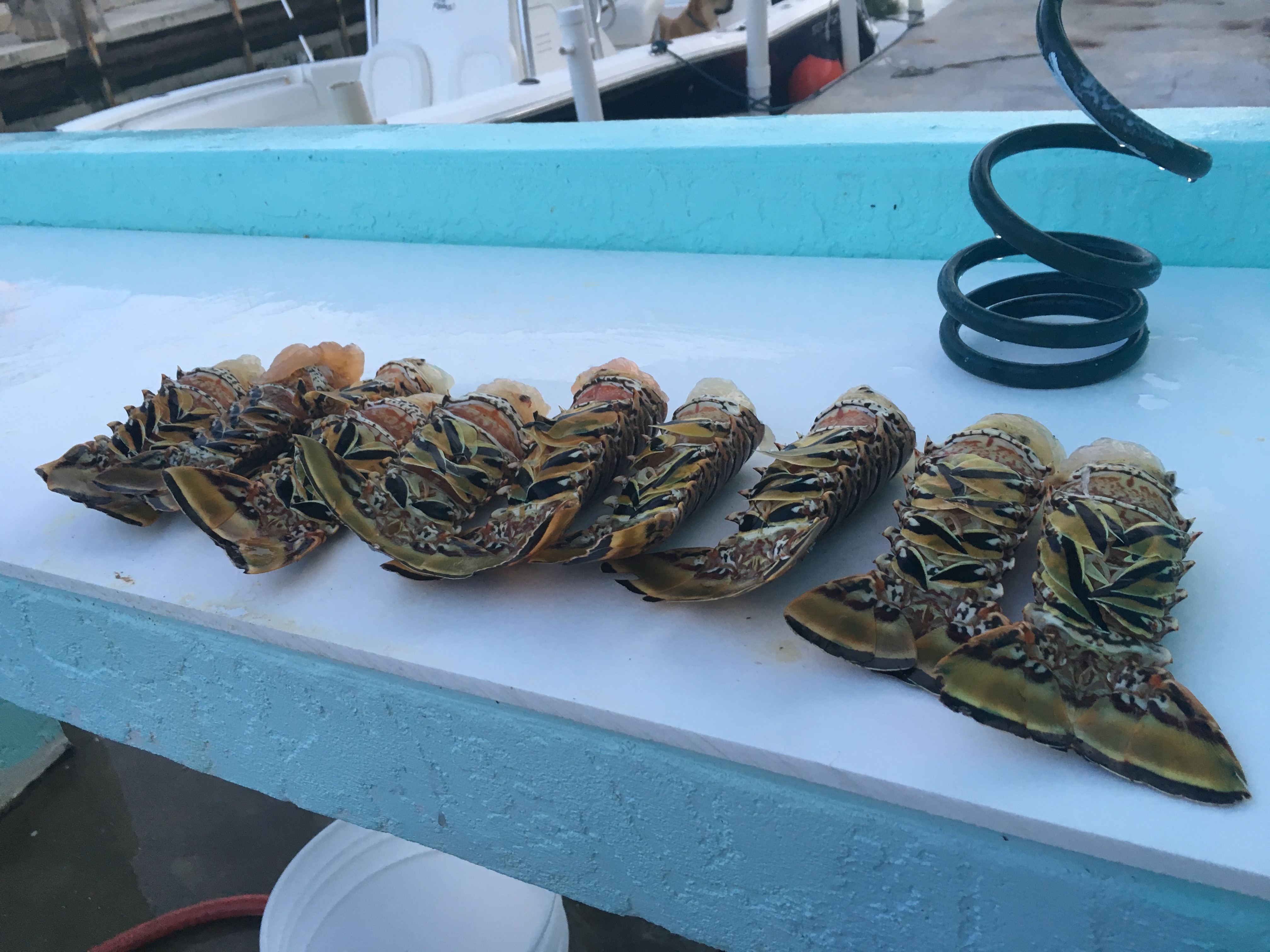 Lobster tails