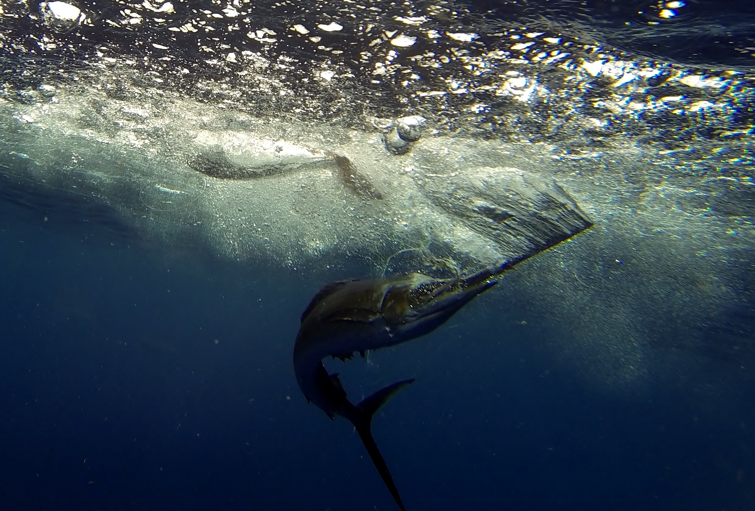 Mahi catch