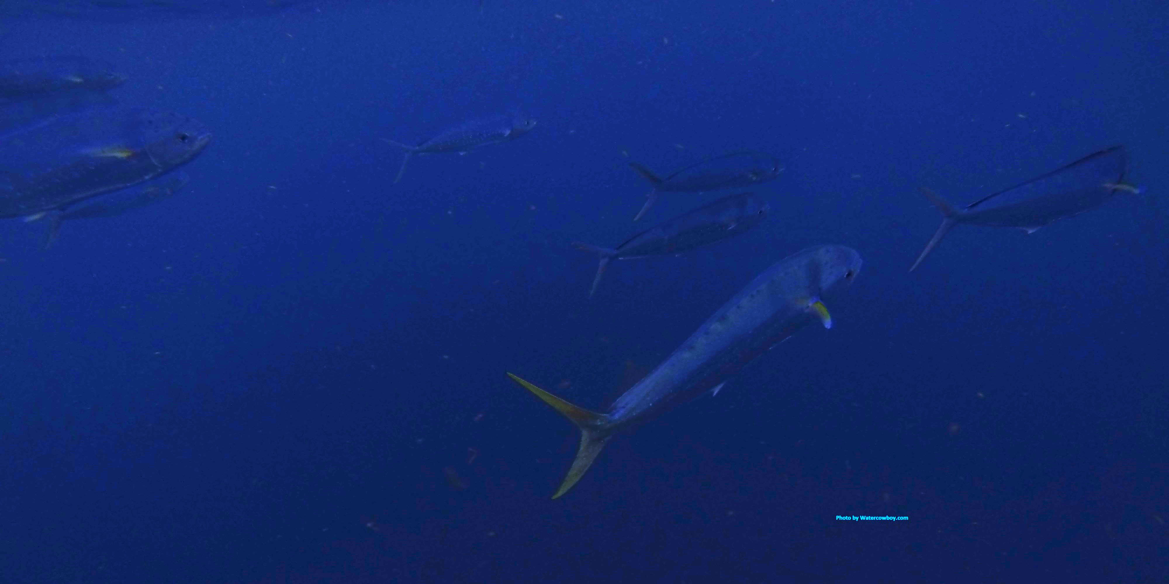 Mahi school underwater