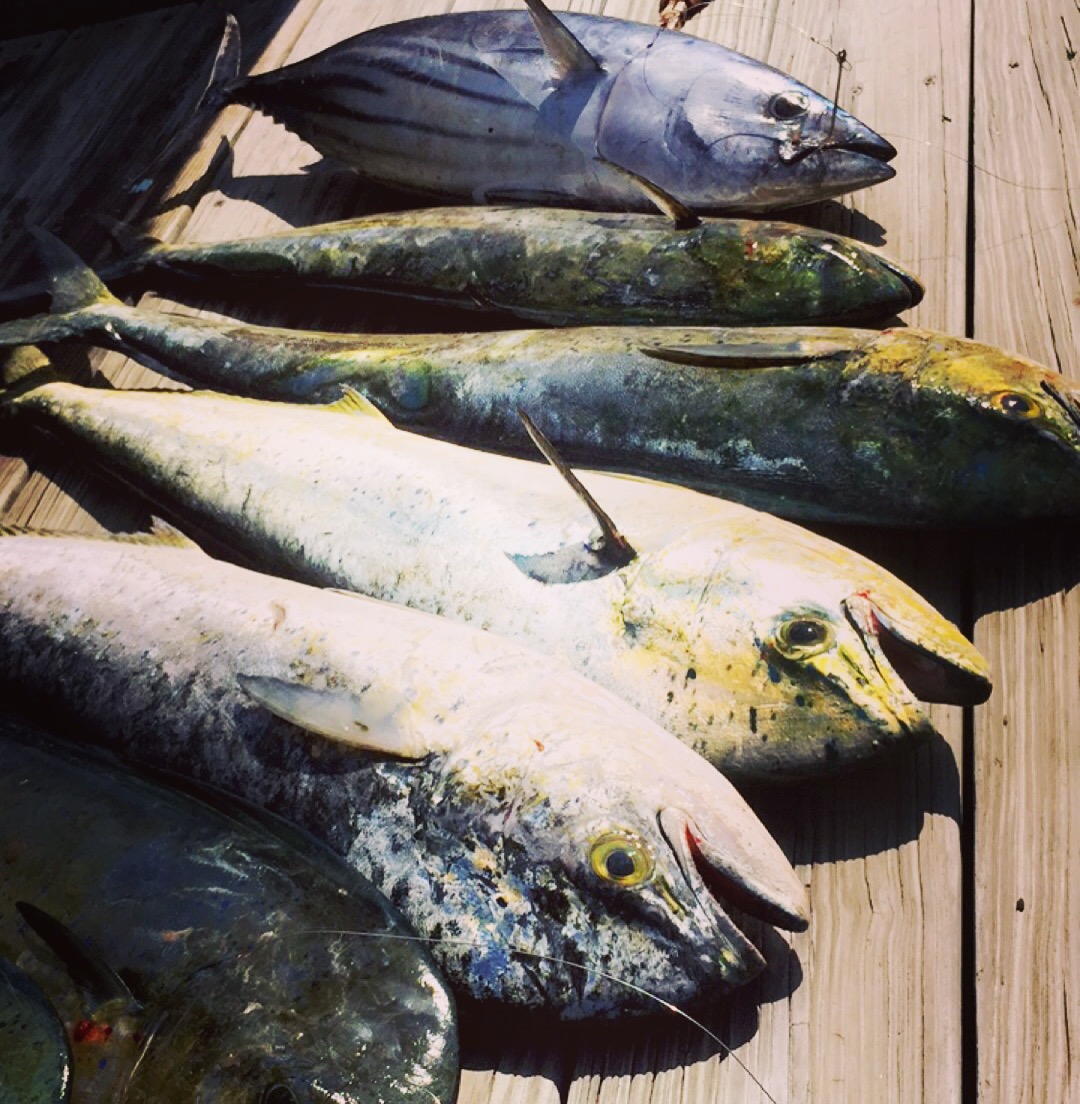 Big mahi haul on dock