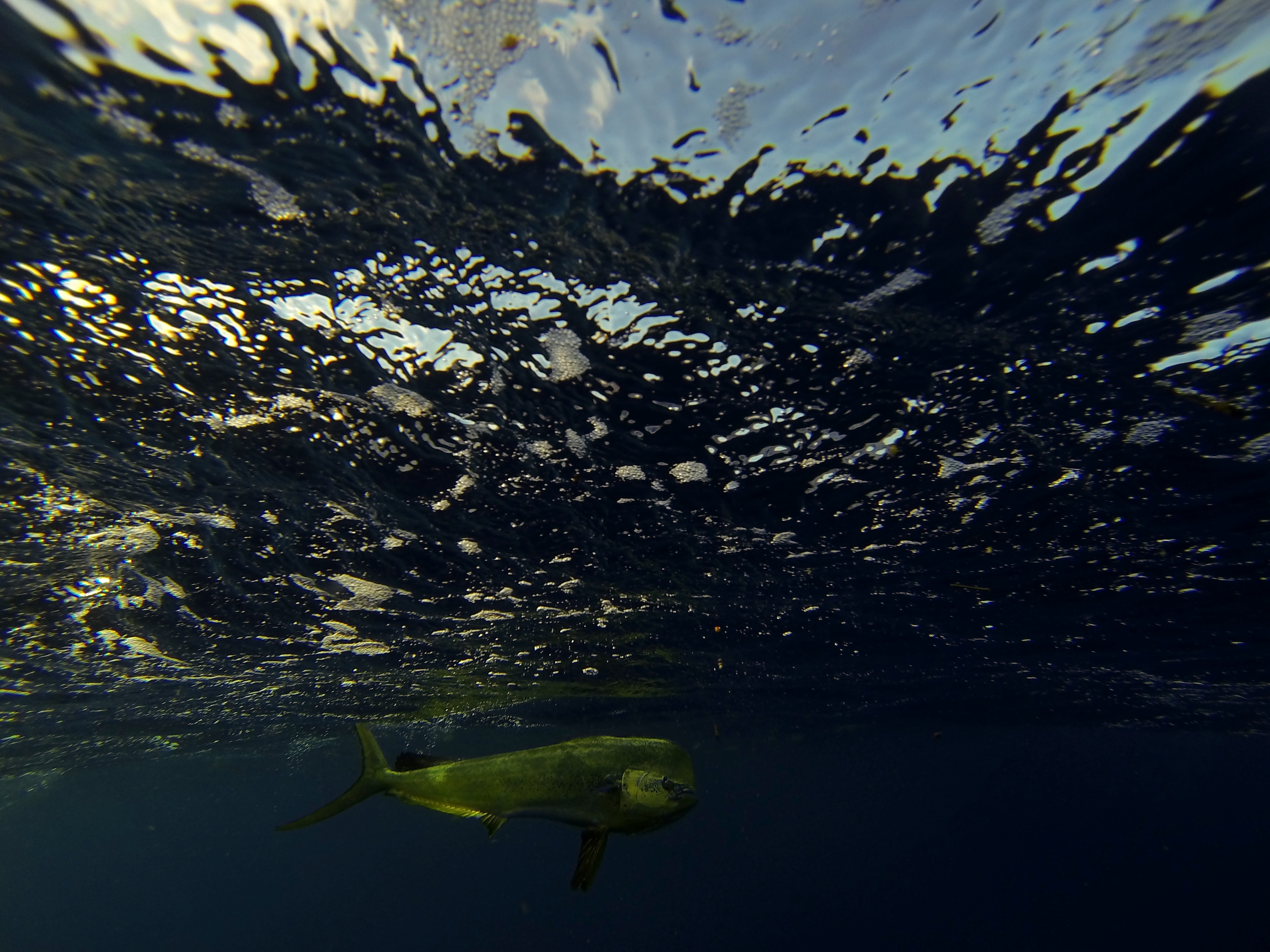 Mahi underwater