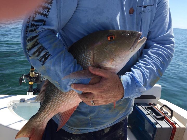 Mutton snapper
