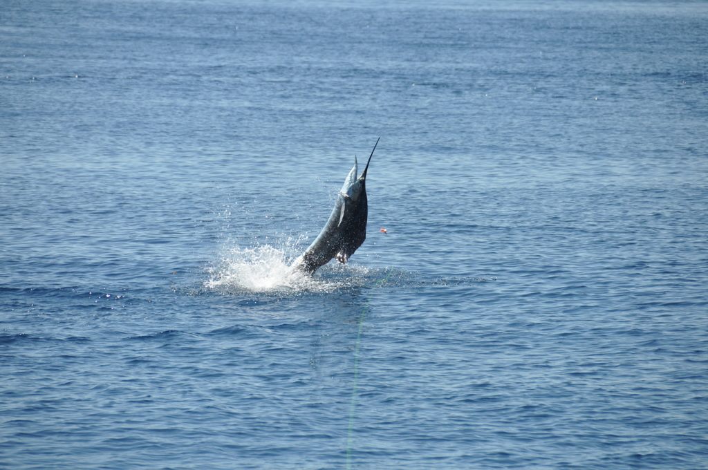 Sailfish leaping